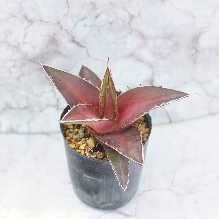 アガベ・ケルショビー「ファジャパン・レッド」中株 2号ロングポット