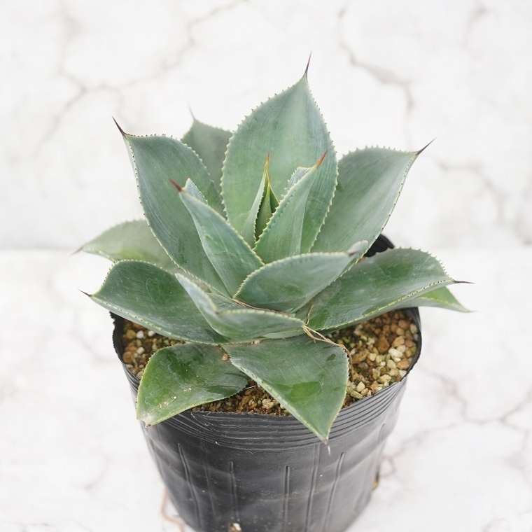 ������ �֥��������륨�åȡס�hyb�ʥݥ��ȥ��ߥ�������󥷥��ˡ�����ݥå�