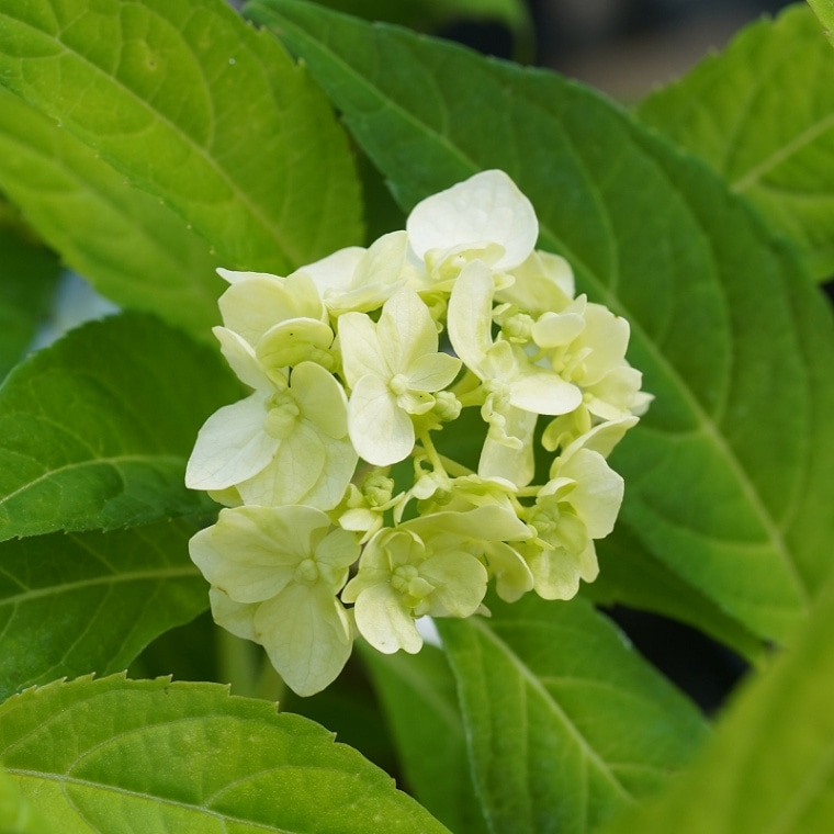 ��2025ǯ���ָ����߳��ե�ޥ�������������� 3���9����˥ݥå�