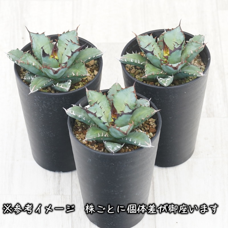 あ*う様 アガベ チタノタ 姫仁王冠 プラステラ105付き あ*う様 アガベ チタノタ 姫仁王冠 プラステラ105付き あ*う様