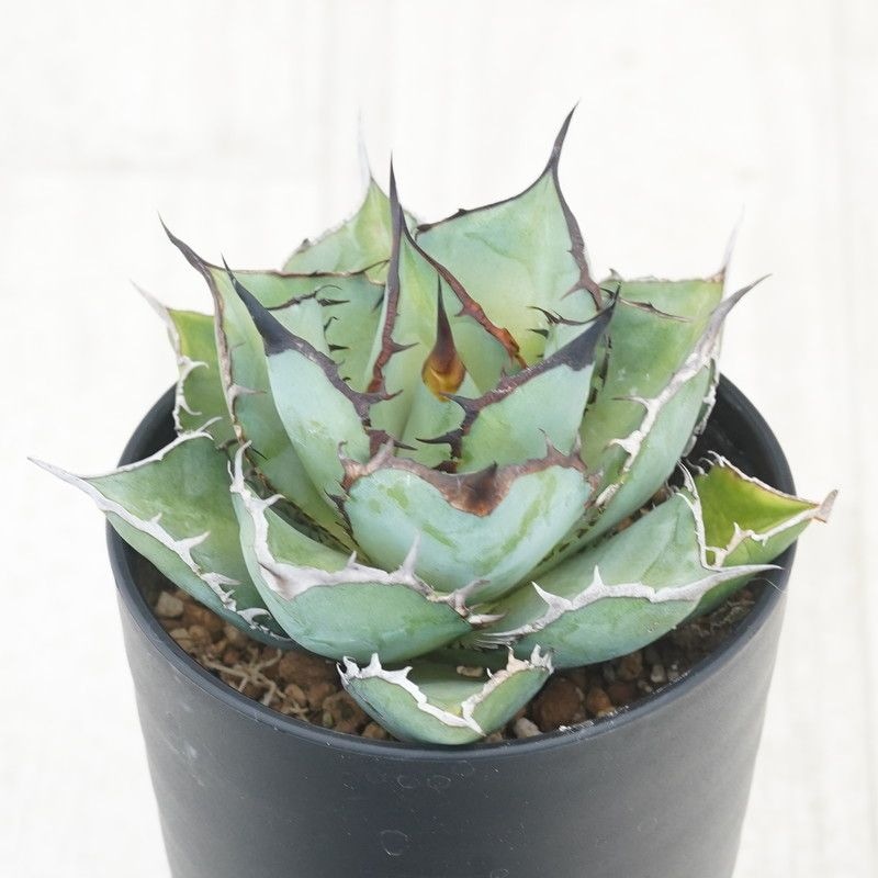 非売品級【台湾産】アガベ チタノタ パンダ　ドラゴンアガベ　熊猫 アガベ チタノタ パンダ 