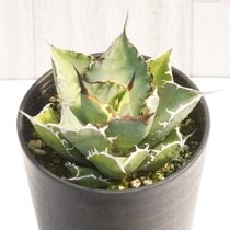 アガベ | Botanical Market KARACO