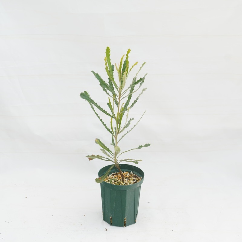 バンクシア・ベンタミアナ 4号ロングスリット鉢 | | ネイティブ