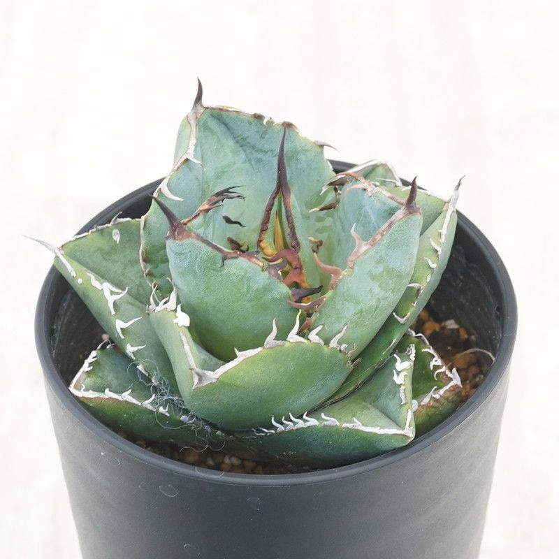 ١Υ֏áʥӥˡ 3.5ȭ