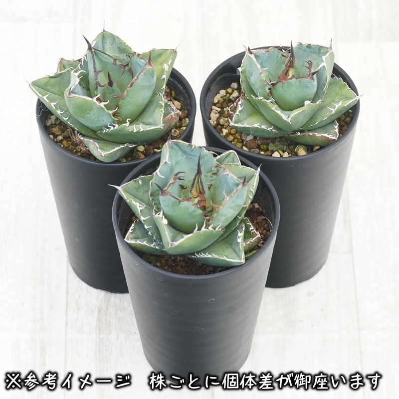 アガベ・チタノタ「卡比獣（カビゴン）」 3.5号鉢 | | チタノタ銘品