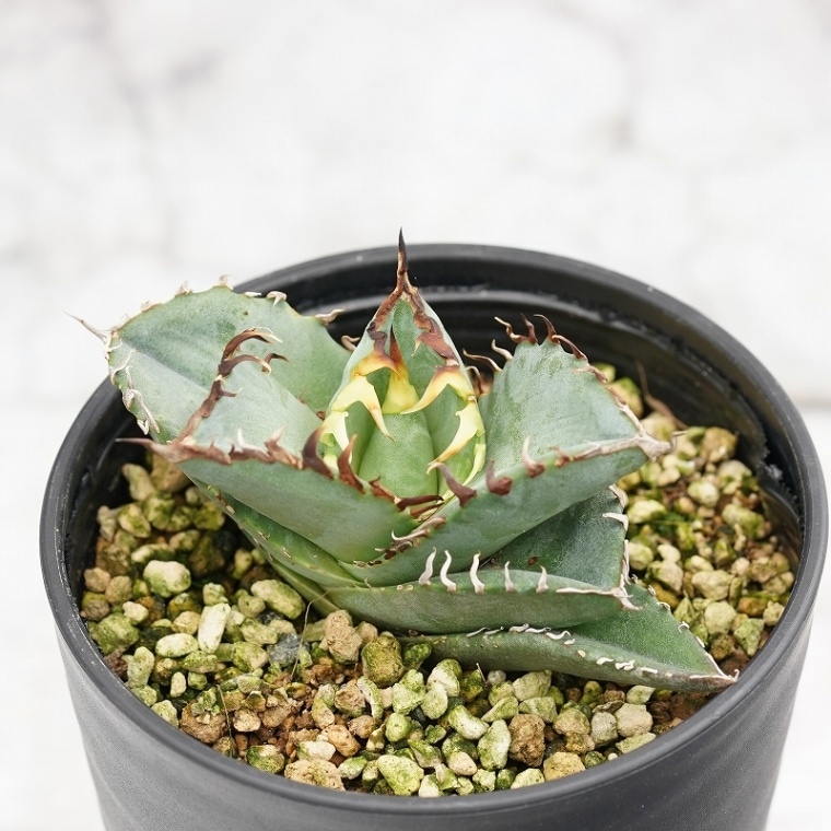 ١Υ&#34691;ʥˡˡ 3.5ȭ