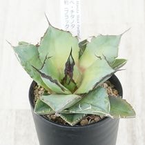 アガベ・チタノタ 「夕映」覆輪 3.5号鉢 | | チタノタ銘品シリーズ