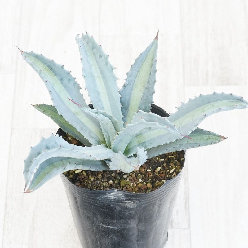 アガベ・エクスパンサ中斑 4号ロングポット | | アガベ