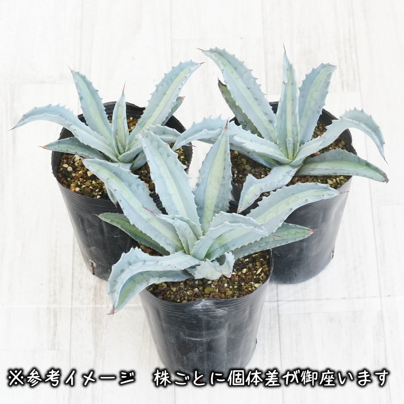 アガベ・エクスパンサ中斑 4号ロングポット | | アガベ