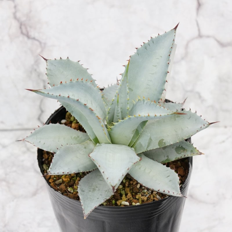 【マサ】アガベ まさ (@masa35masa) • Instagram photos and videos