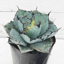 �����١������Υ��֥֥�å����֥롼��4.5��ȭ�����֥�å�����ɥ֥롼