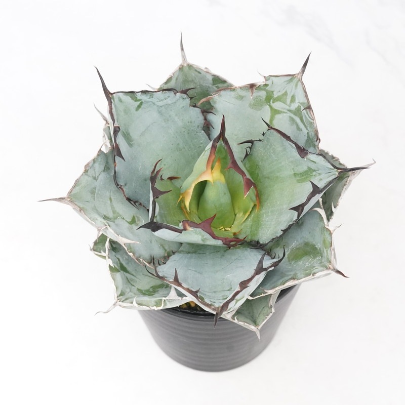 アガベ・チタノタ「ブラック＆ブルー」 3.5号鉢 ※ブラックアンドブルー