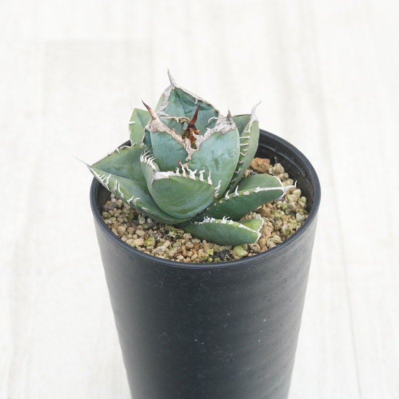 ②アガベ チタノタ 南アフリカダイヤモンド アガベ・チタノタ「南アフリカダイヤモンド」 3.5号鉢