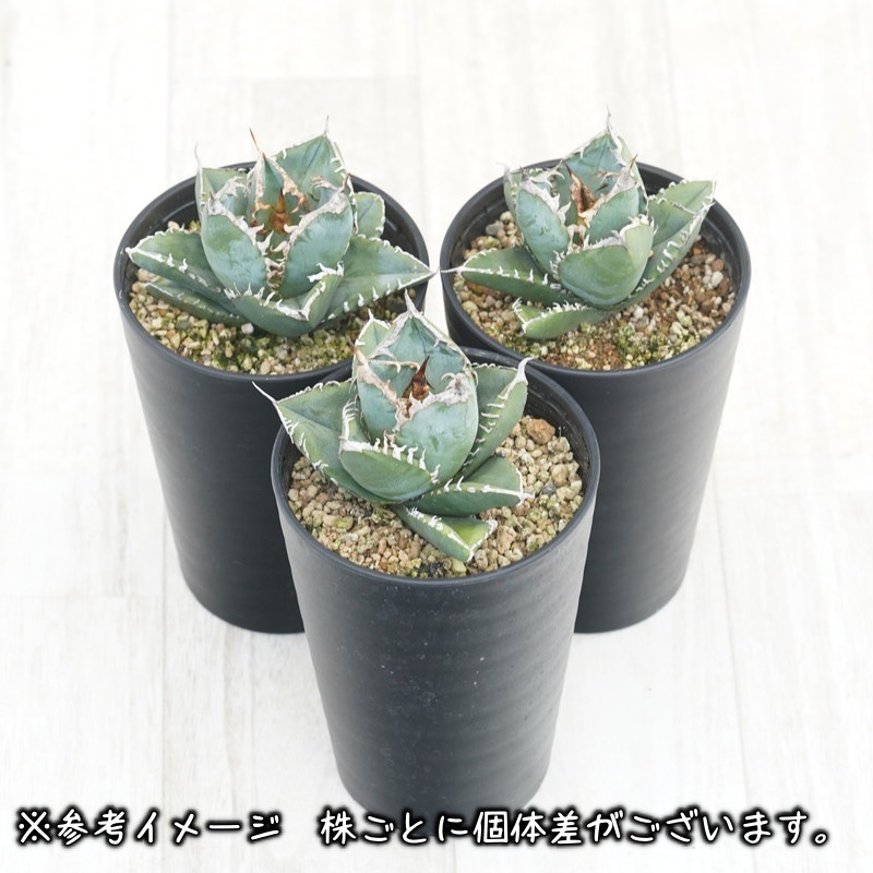 アガベ チタノタ 南アフリカダイヤモンド 鉢ごと アガベ チタノタ SAD 南アフリカダイヤモンド 鉢ごと配送