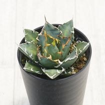 【最終値下げ】アガベ　チタノタ　白鯨 Amazon｜アガベ・チタノタ ”白鯨” 4.5号鉢｜観葉植物 オンライン通販