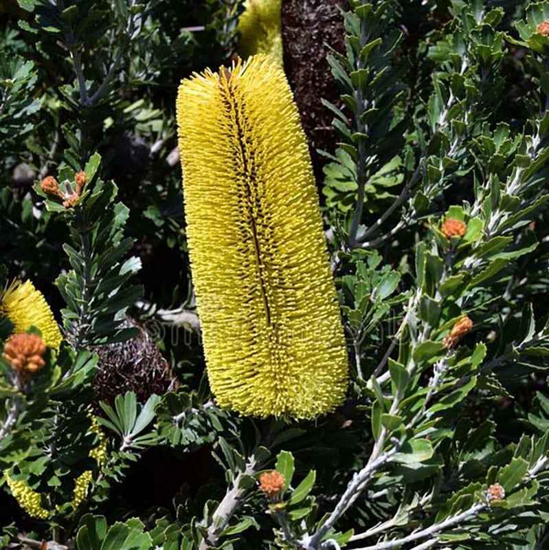 地植えバンクシア　4種類セット 地植えバンクシア 4種類セット - メルカリ