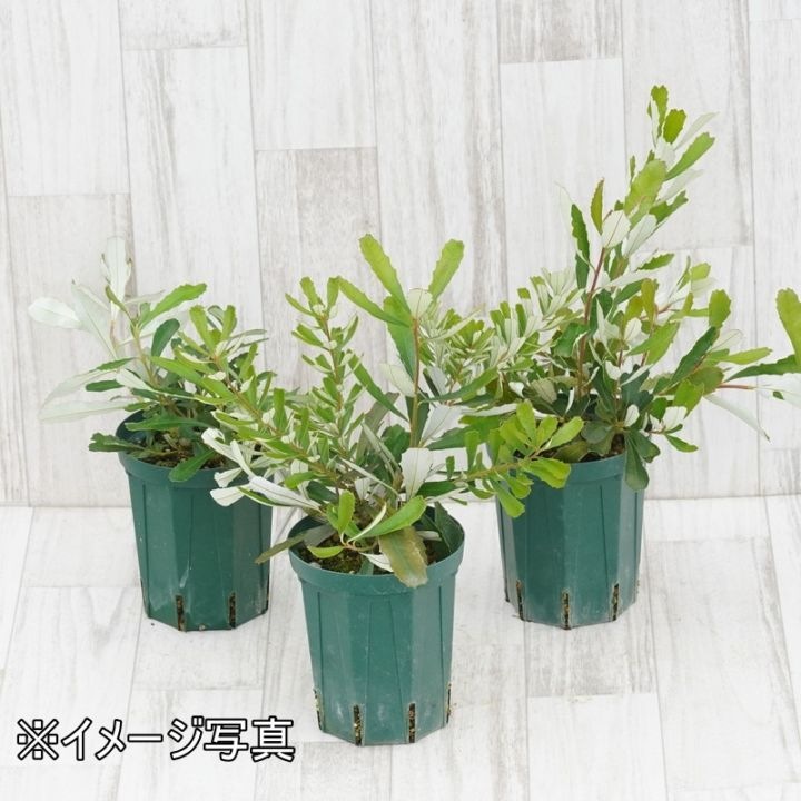 バンクシア バウエリ 4号 バンクシア バウエリ 4号