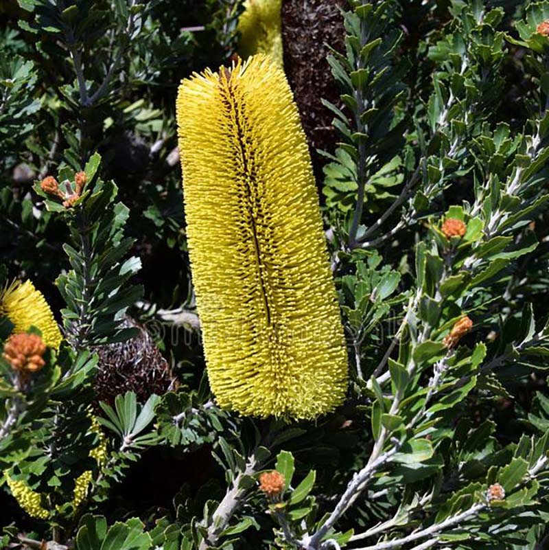 バンクシア・マジナータ 4号ロングスリット鉢 | | ネイティブプランツ