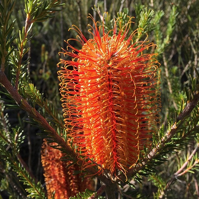 バンクシア・エリシフォリア 4号ロングスリット鉢 | | ネイティブ