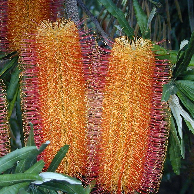 バンクシア・セミヌダ 4号ロングスリット鉢 | | ネイティブプランツ