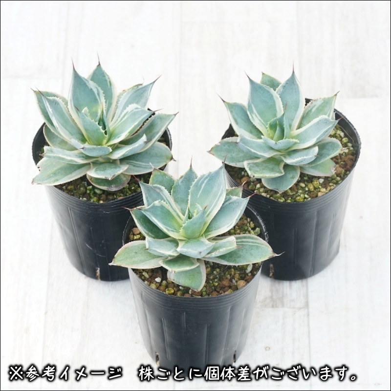 ヒロポン　アガベポタトラム鳳凰　斑入り 多肉植物　大株　綺麗 アガベ・ポタトラム「鳳凰」3号ロングポット | | アガベ