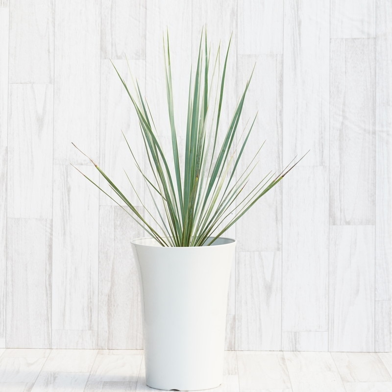 ユッカ・ロストラータ「ブルー・ベルベット」 7号鉢 | | ドライ