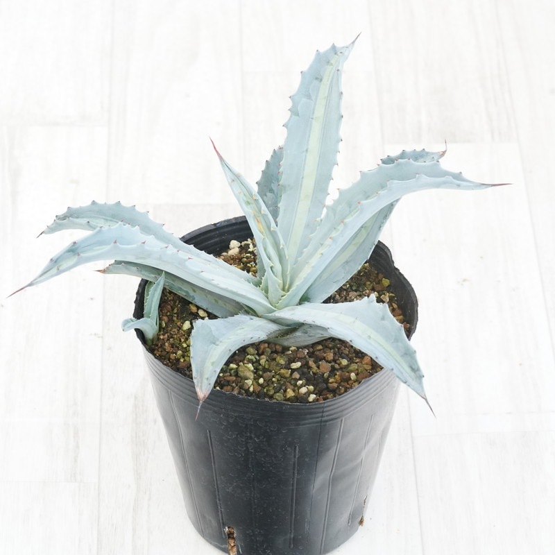 アガベ・エクスパンサ中斑 5号規格 ※抜き苗 | | アガベ