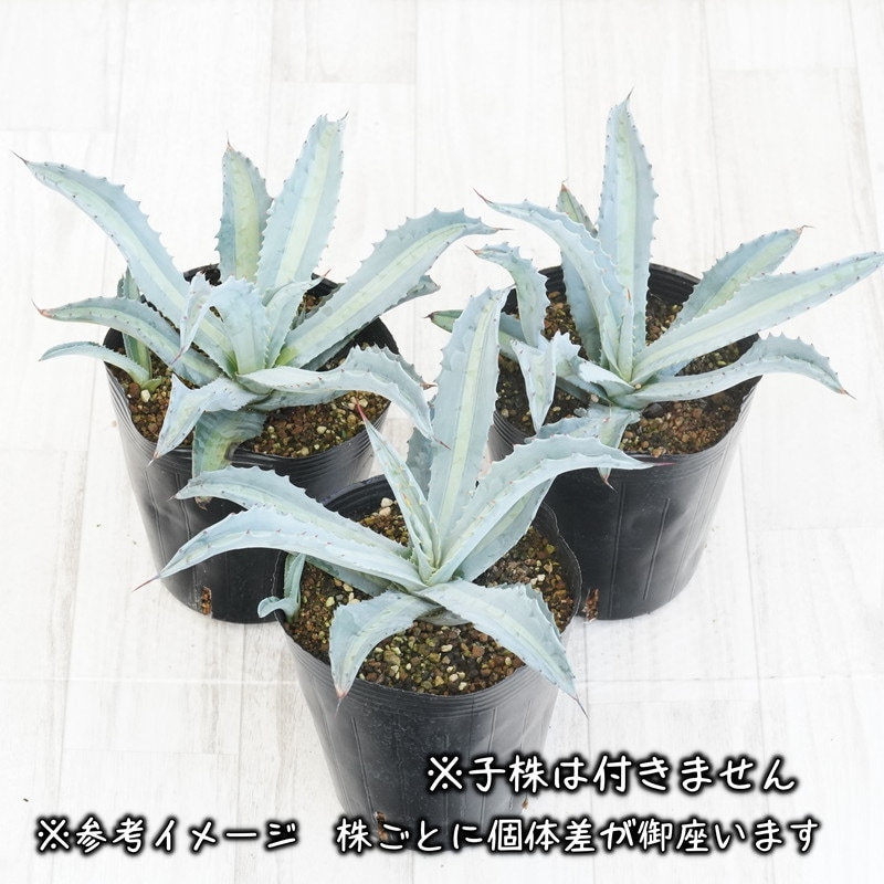 アガベ・エクスパンサ中斑 5号規格 ※抜き苗 | | アガベ