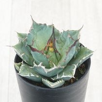 アガベ・チタノタ ”黒豹” 「ブラック・パンサー」 3.5号鉢