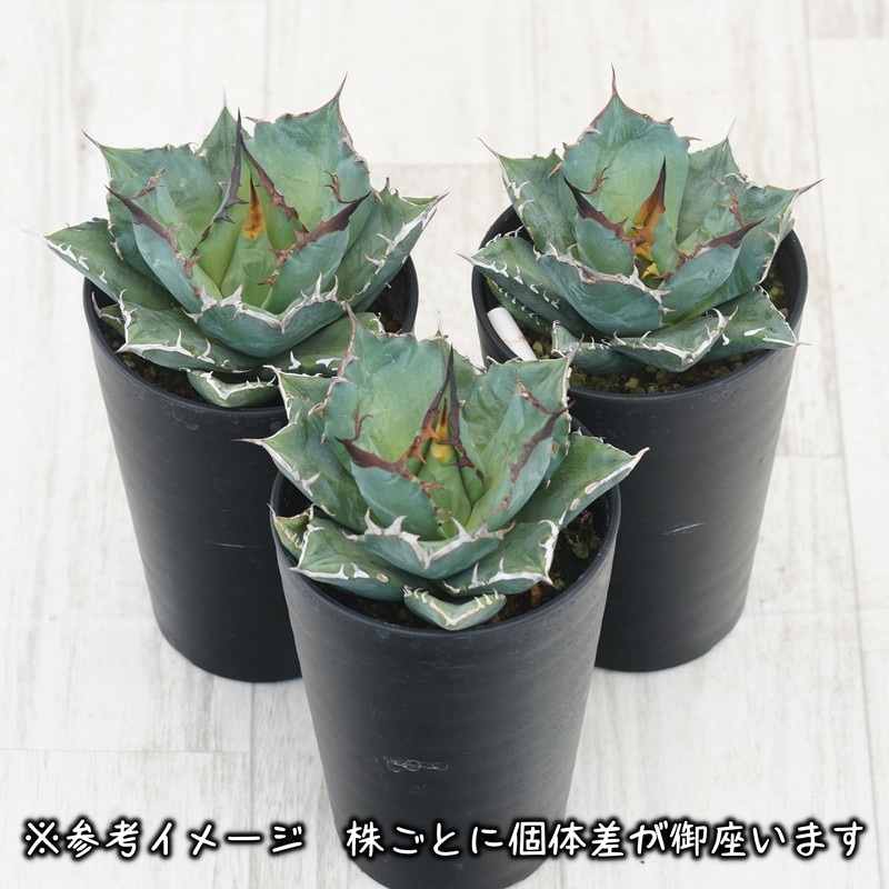 アガベ・チタノタ「猫爪（キャッツ・パウ）」 3.5号鉢