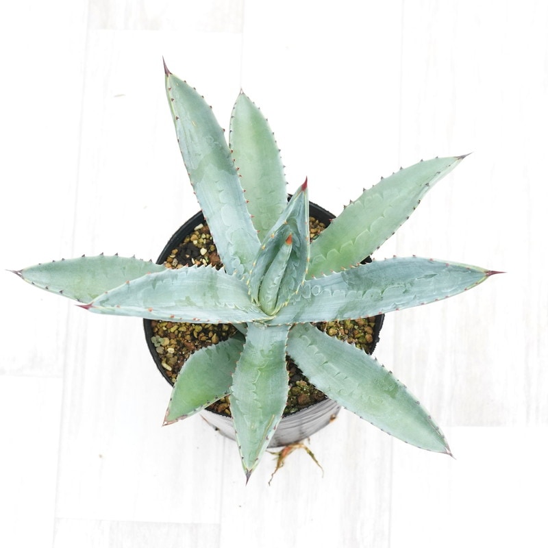 現品】アガベ・マーフィー・バリエガータ 斑入りマーフィー 8号 3S番