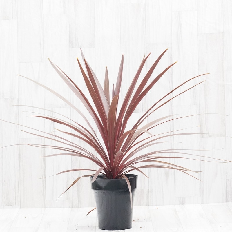 コルジリネ「レッドスター」5号鉢 | | ドライガーデンプランツ | 四国