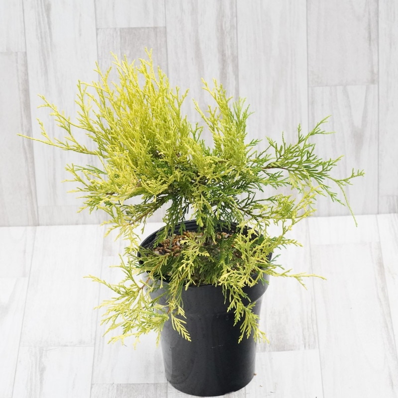 フィリフェラ・オーレア 5号鉢 | | 樹木・観葉植物 | 四国ガーデン株式会社