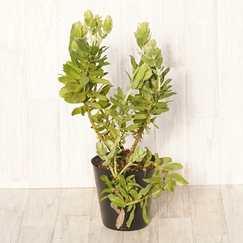 リューコスペルマム「ハイゴールド」 6号ポット | | ネイティブ