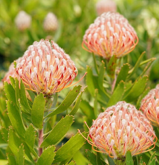 現物「リューコスペルマム・スカーレット リボン」６号　Leucospermum リューコスペルマム「スカーレット・リボン」 6号ポット 開花見込み株