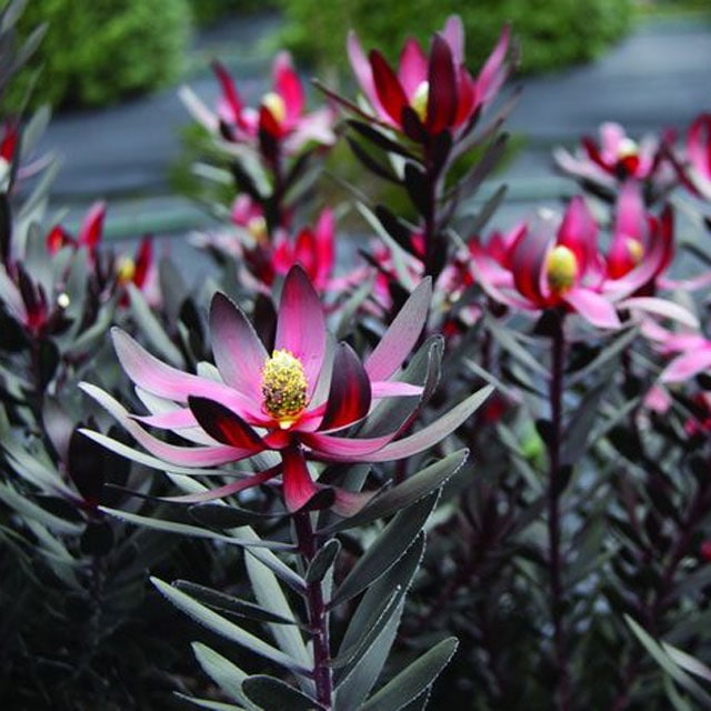 リューカデンドロン「エボニー」 5号ロングスリット鉢