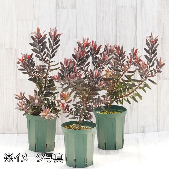 リューカデンドロン「エボニー」 5号ロングスリット鉢