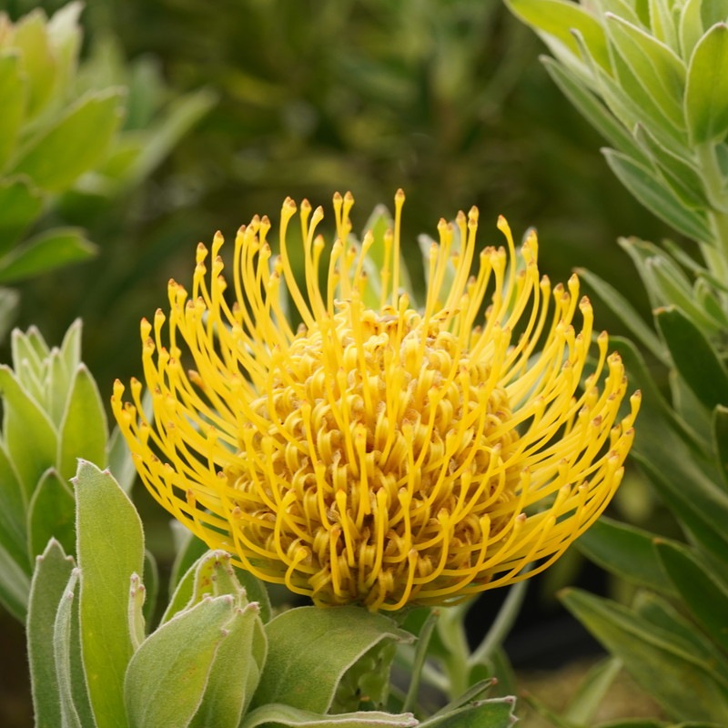 リューコスペルマム「ゴールディー」 5号ロングポット | | ネイティブ