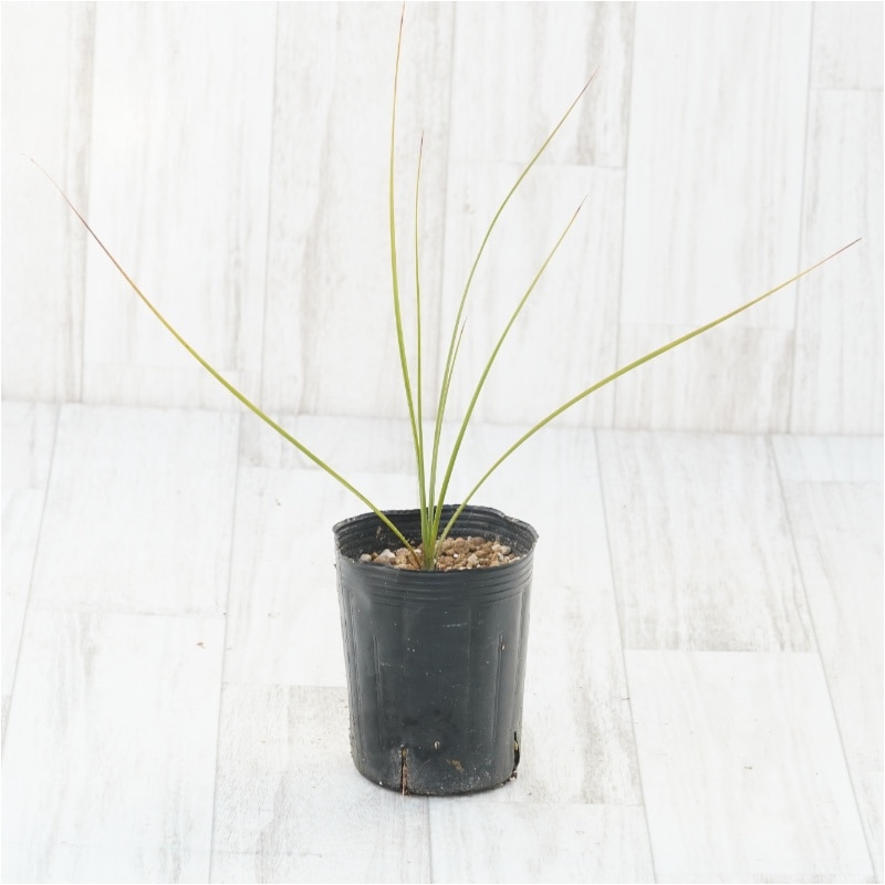 ダシリリオン・テキサナム 3号ロングポット | | ドライガーデン