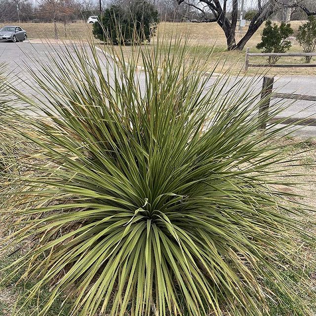 ダシリリオン　テキサナム 植物販売】兵庫県宝塚市㈱陽春園植物場ネット通販 ダシリリオン