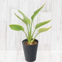 ���ȥ��������쥮�ʥ���4.5��ȭ