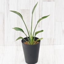 ���ȥ���������󥱥���4.5��ȭ