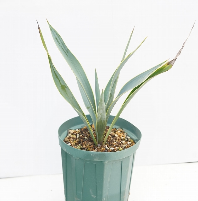 ユッカ バッカタ9号鉢大株全長75cm ユッカ バッカタ9号鉢大株全長75cm 【公式通販】