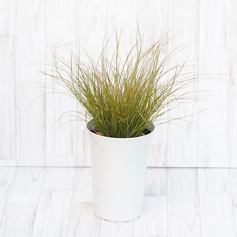 カレックス・テスタセア 7号鉢 | | ドライガーデンプランツ | 四国