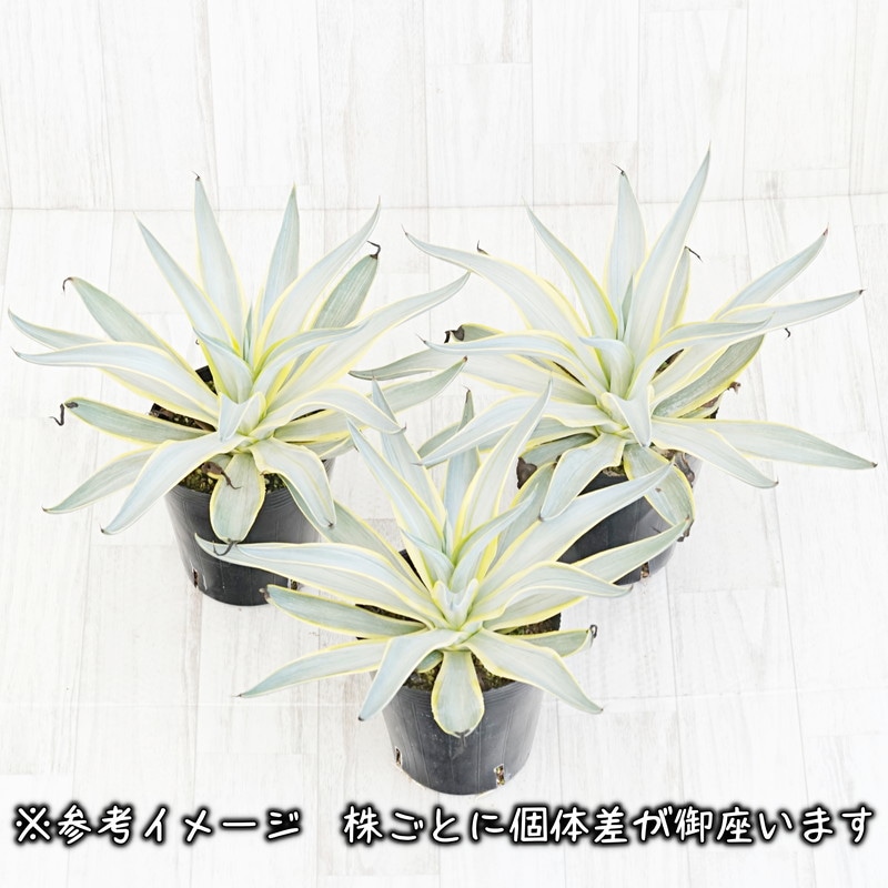 アガベ　デスメティアナ　特別斑　トリカラー 2025年最新】アガベ・デスメティアナの人気アイテム - メルカリ