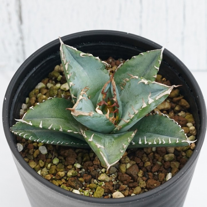 【コレクション株】アガベ　チタノタ　ホワイトファイヤー　白火焔　レア 図鑑 -アガベ チタノタ ホワイトファイヤー(白火焔) – 品種紹介