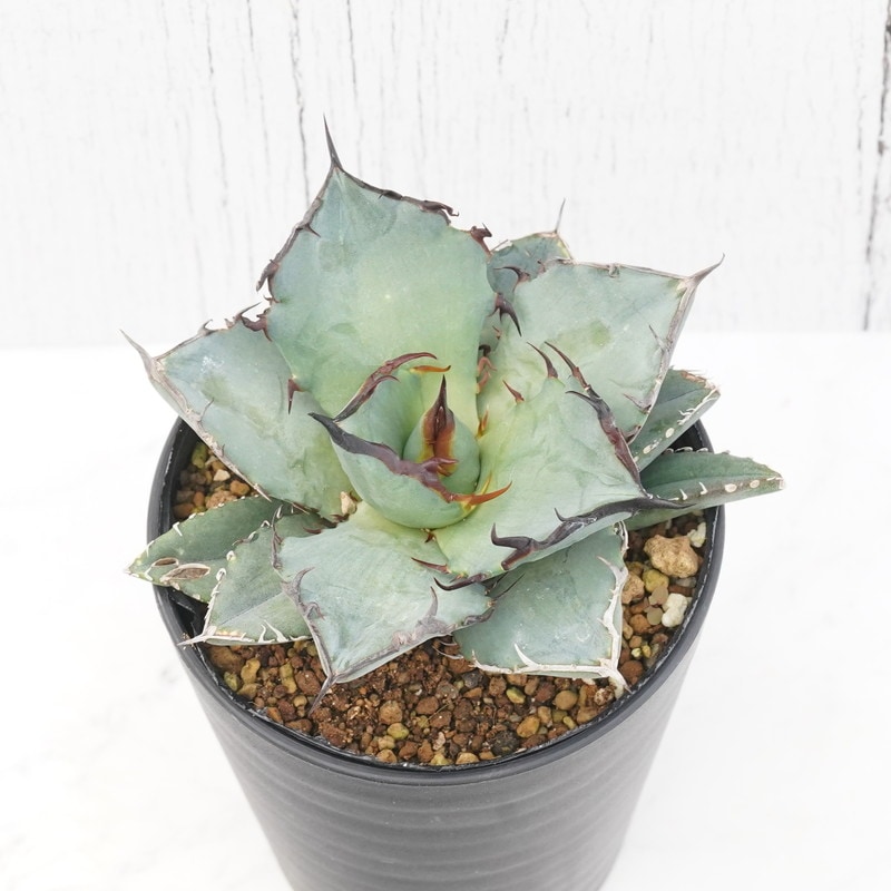 アガベ 龍牙　二頭　ダブルヘッド アガベ 龍牙 二頭 ダブルヘッド