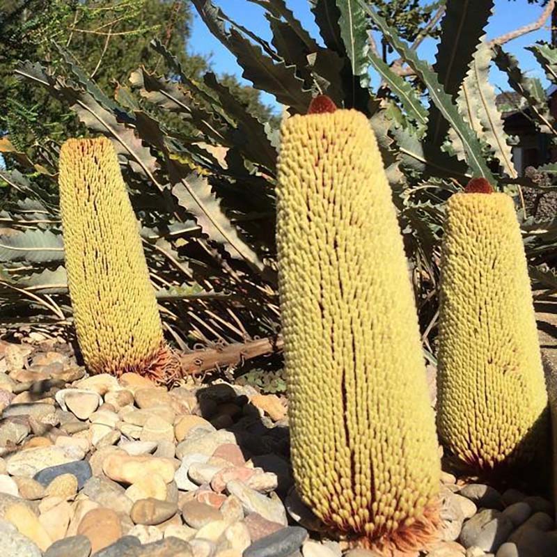 ����������ۥХ󥯥������ڥƥ�����ꥹ��5����󥰥���å�ȭ