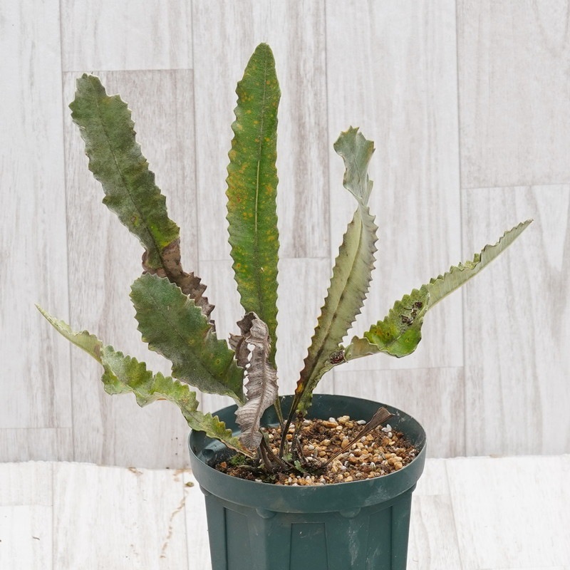 ピスタチオ様★専用★超本物‼️ネリーランド産✡️アンダラ スカーレットシフト 訳あり株】バンクシア・ペティオラリス 5号ロングスリット鉢