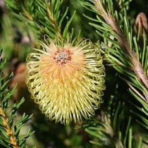 ����������ۥХ󥯥������ץ륱�顡5����󥰥���å�ȭ